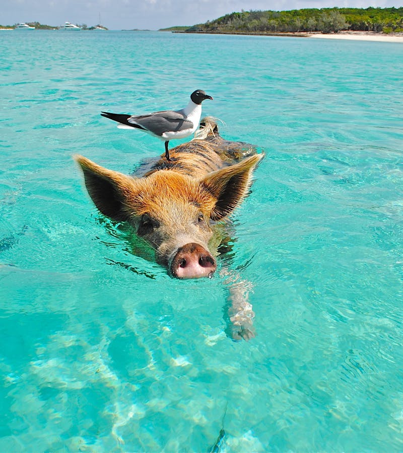 staniel-cay-swimming-pig-seagull-fish-66258-1