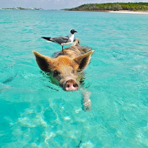 staniel-cay-swimming-pig-seagull-fish-66258